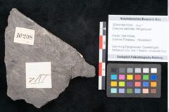 Foto (Objekt + Etikett) von Dicksonia pterioides Ettingshausen (NHMW-GEO-2024-0188-10208)
